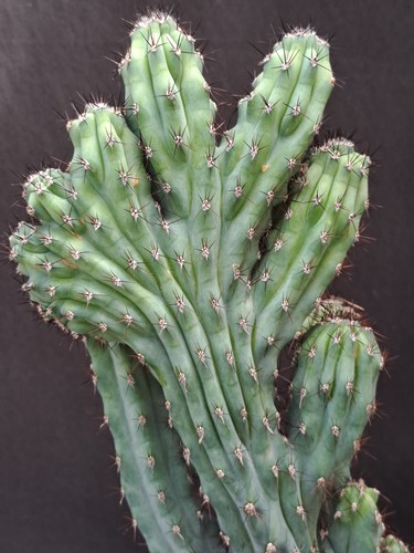 Cereus aethiops cristata - f.,