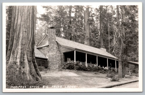 Cartolina rppc mariposa grove - cartolina,