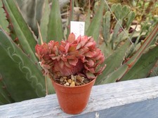 Echeveria "luminous" cristata