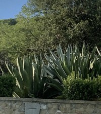 Agave