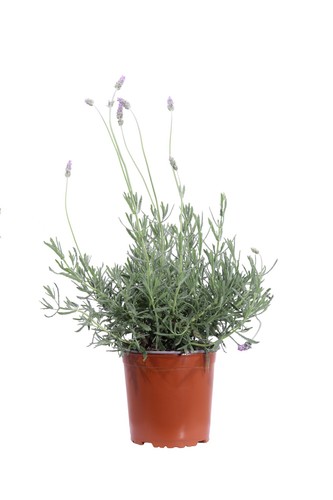 Pianta vera lavanda - pianta,