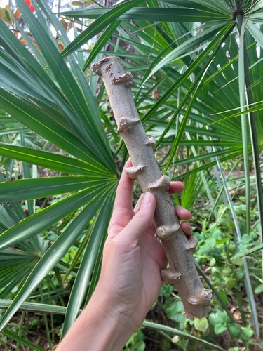 2pcs organic yuca cassava - 2pcs,