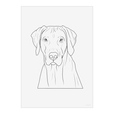 'Rhodesian Ridgeback Dog Face'