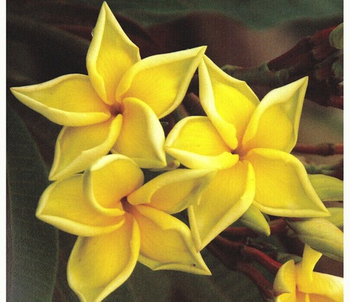 Semi plumeria bali palace - 4-semi,