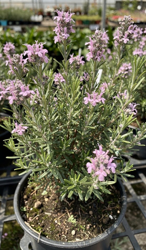 Piante rosmarinus - 🌸,