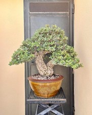 Bonsai Quercia Sughero