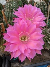 Cabaret, ibrido Echinopsis-Trichocereus, taglia 4, n. 119, ottimo