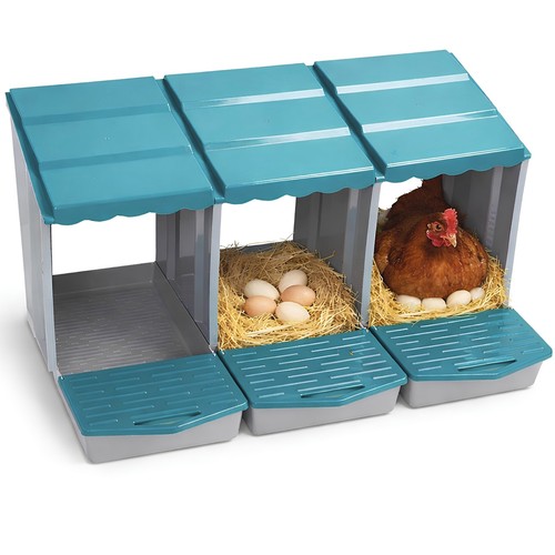 Nido cova uova galline - nido,