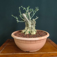 Pre bonsai shoin olivastro - pre, di