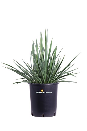 Pianta yucca filamentosa - di,