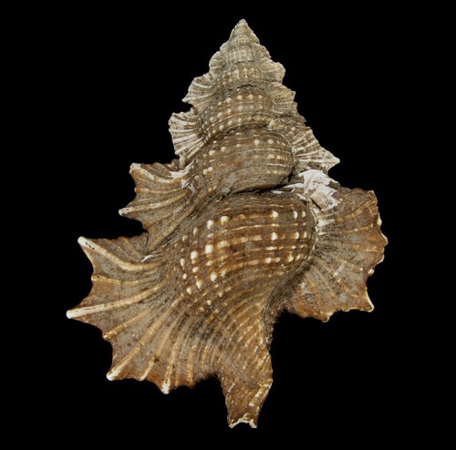 Conchiglia 136 gyrineum - #136, -gyrineum