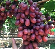 UVA DA TAVOLA SENZA SEMI ROSA