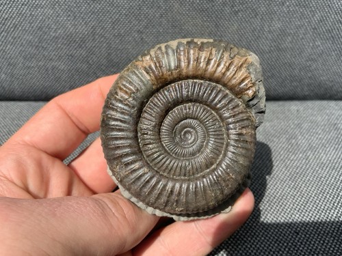 Dactylioceras jurassic - sp.,