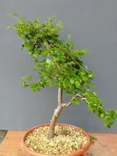 Bonsai Carpino Bianco 52x42cm In Vaso Pianta Interno Esterno Pre Bonsai Grande ⭐