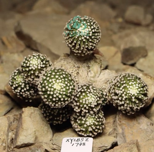 Vendita raro cactus - cm,