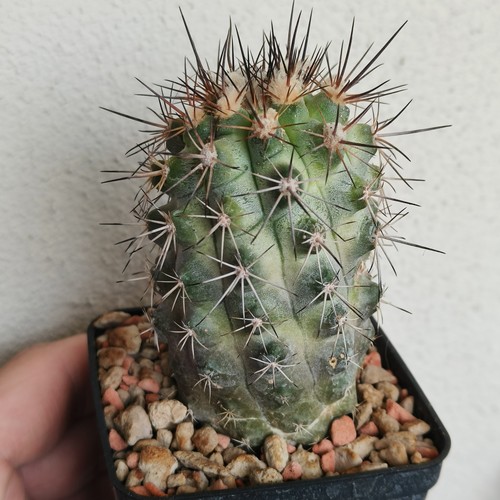 Copiapoa aphanes - copiapoa, taltal)