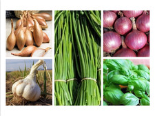 350 SEMI MIX DI SEMI PER ORTO