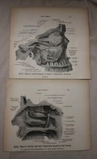 3 Stampe Anatomiche Vintage