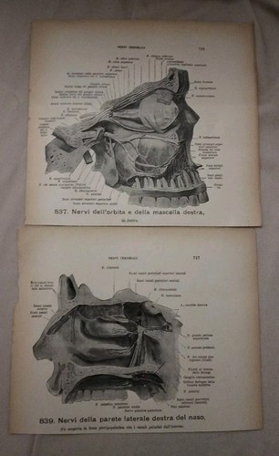Stampe anatomiche vintage - 3,
