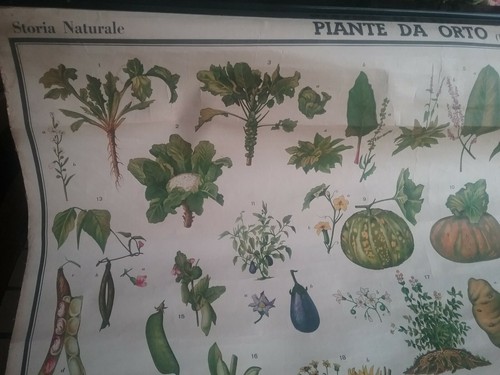 Tavola didattica vintage - ,