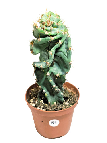 Cereus forbesii spiralis vaso - ,