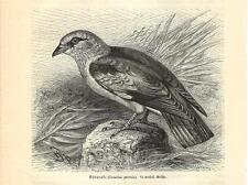 Stampa antica UCCELLO GHIANDAIA MARINA Coracias garrulus 1891 Old Antique print