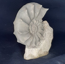 Ammonite CERATITES