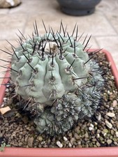 Copiapoa cinerea Pot 20 Cm