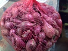 Cipolla Rossa Bulbo da semina