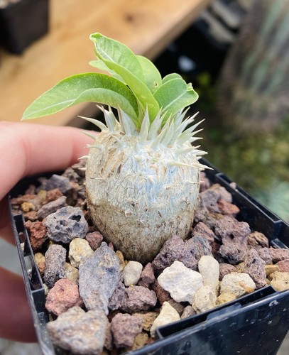 Pachypodium enigmaticum - pachypodium,