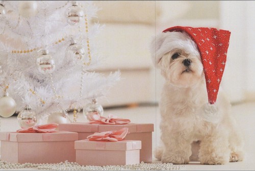 Carino cane maltese albero - , di