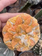 8,7 cm Ariocarpus Fis Hybird
