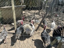Uova da Cova Heritage Turchia