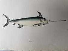 Litografia Antica Originale FINE '800 - Illustrazione di Pesce Spada "Swordfish"