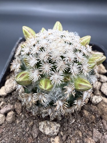 Mammillaria hernandezii