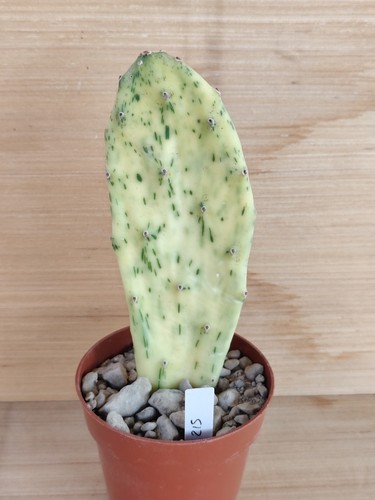 Opuntia sunburst variegata - opuntia,