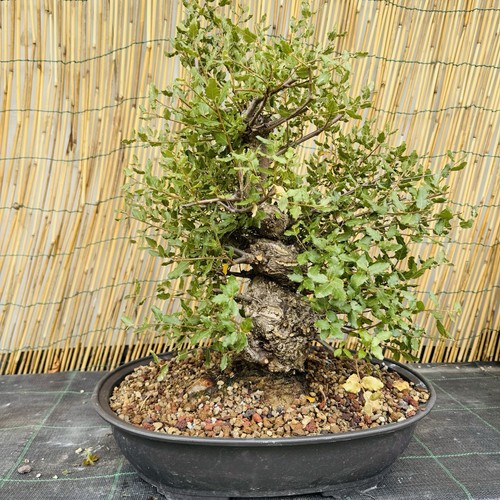 Pre bonsai sughera - bonsai,