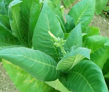2500 semi tabacco nicotiana - 2500,