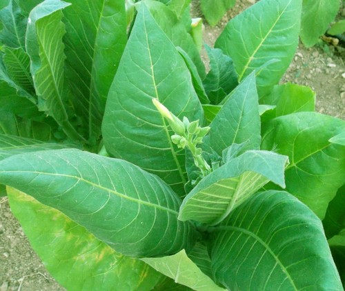 2500 semi tabacco nicotiana - tabacco,