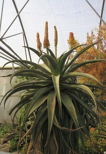 Aloe africana amazing african - africana,