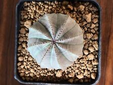 Euphorbia obesa, Own Root, 4.8 cm, 8 cm pot, Not Copiapoa, Ariocarpus, Aztekium