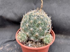 CORYPHANTHA SCHWARTZIANA