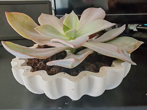 Perle norimberga echeveria - perle, norimberga'echeveria