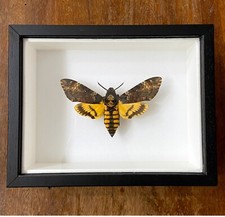 Acherontia atropos Farfalla