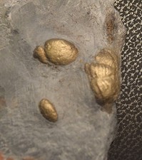 TRILOBITE: Chotecops ferdinandi, piritizzato, Devoniano, Bundenbach, Germania.