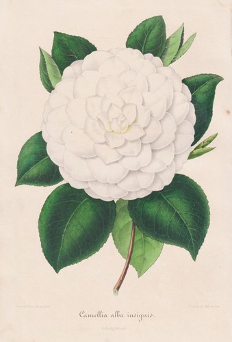 Camelia alba insignis camelia