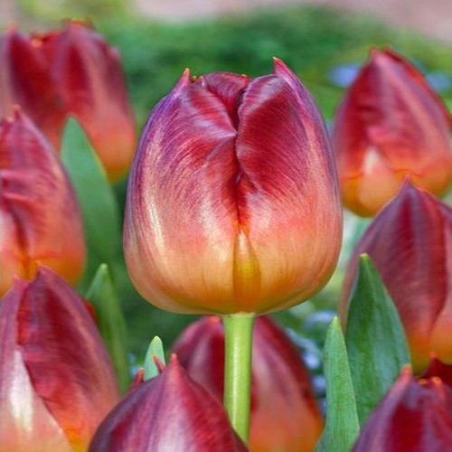 Tulipani bulbi fiori - tulipani, di