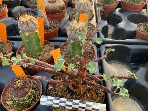 243 jatropha pelargoniifolia - 243,