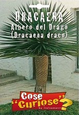 Semi/Seeds DRACAENA Albero del