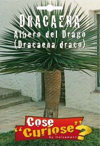 Semi seeds dracaena albero del - semi/seeds,